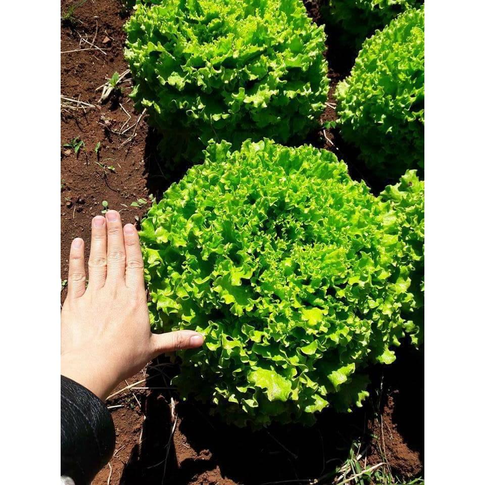 Combo 2 gói Hạt Giống Xà lách xoăn xanh