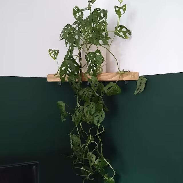 Kệ gỗ tự nhiên treo tường, kệ góc tam giác vuông, kệ để đồ trang trí, decor vintage
