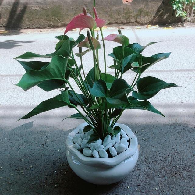 Chậu Cây Hồng Môn Size Lớn