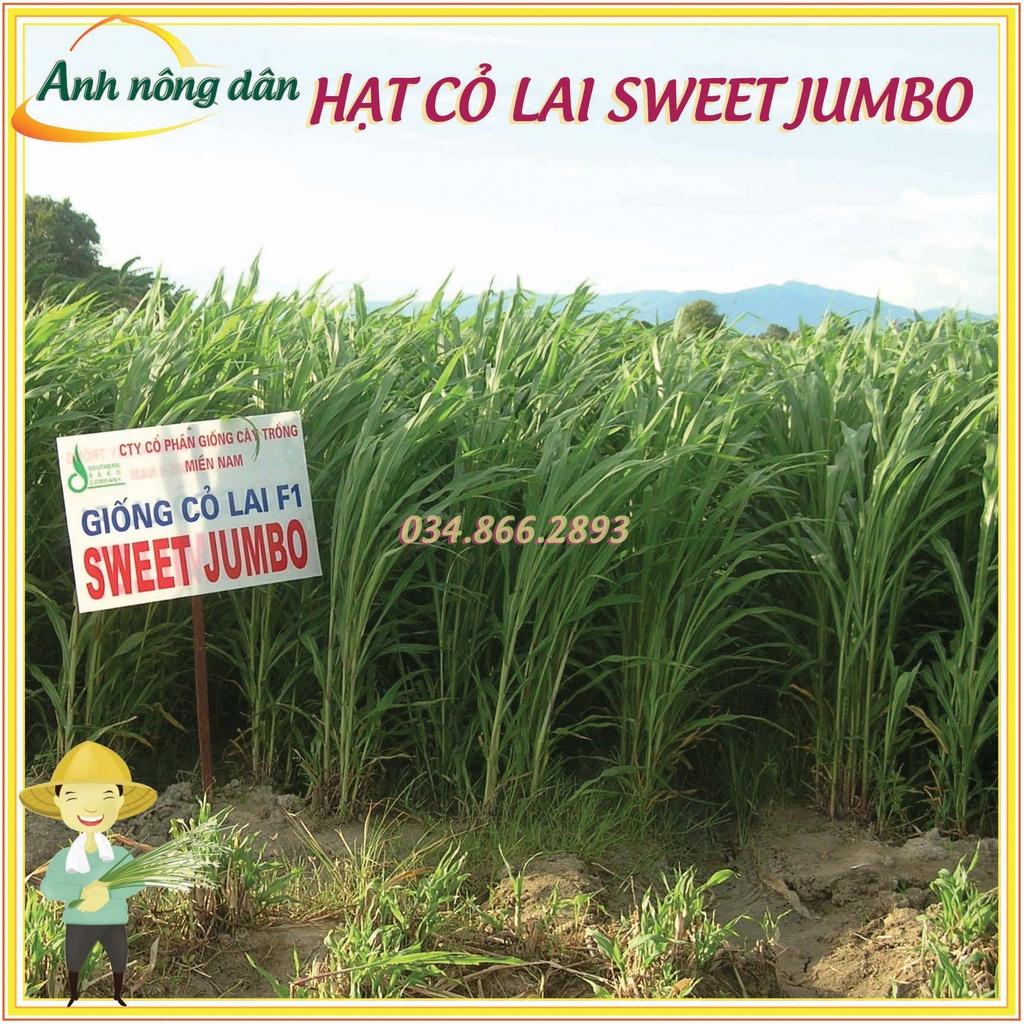 50g Hạt giống cỏ lai sweet jumbo - Hạt giống cỏ chăn nuôi