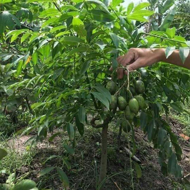 Cây giống Cóc Thái Siêu sớm bầu to. [ Cây khỏe đẹp cho Siêu trái, trái to ngọt ]. [ GHN EXPRESS ]