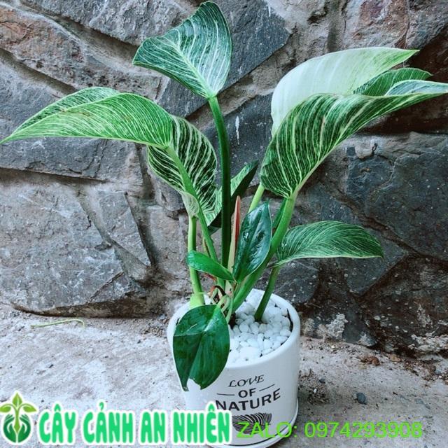 Chậu Cây Trầu Bà Hoàng Kim