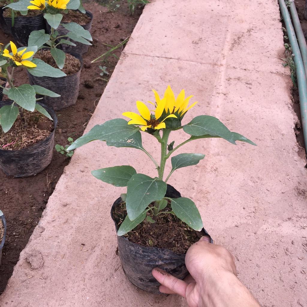 Cây Hoa Hướng Dương Lùn Siêu Nhiều Nụ,Hoa Lâu Tàn,Trang Trí Sân Vườn