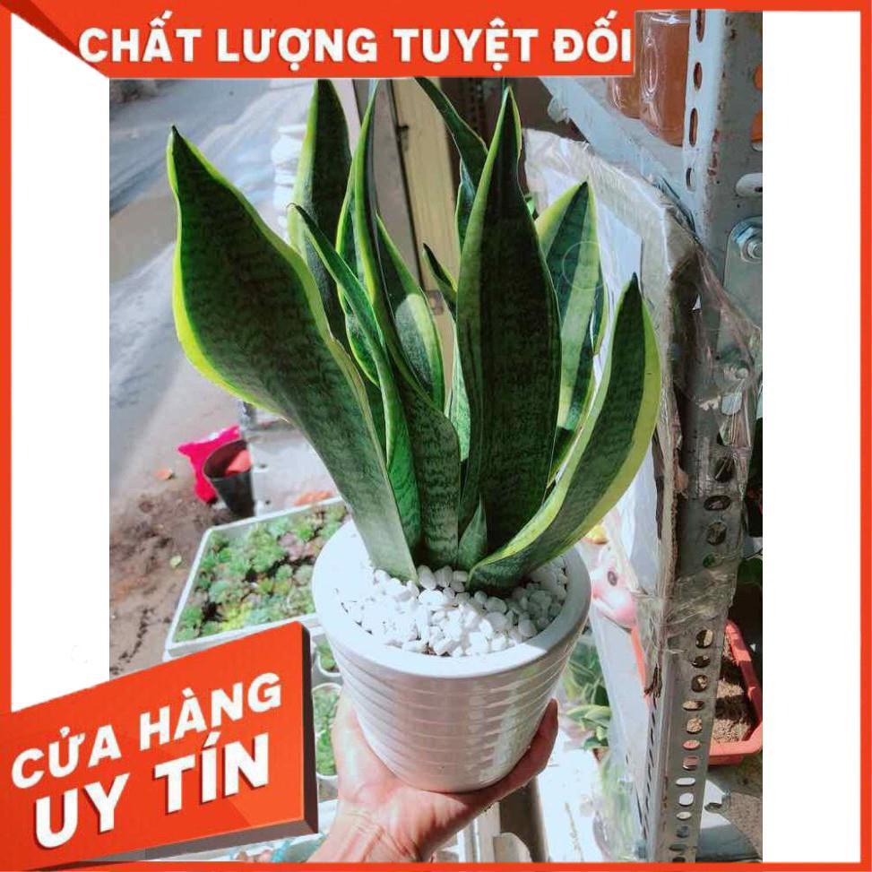 Chậu cây lưỡi hổ Nhiều Người Mua