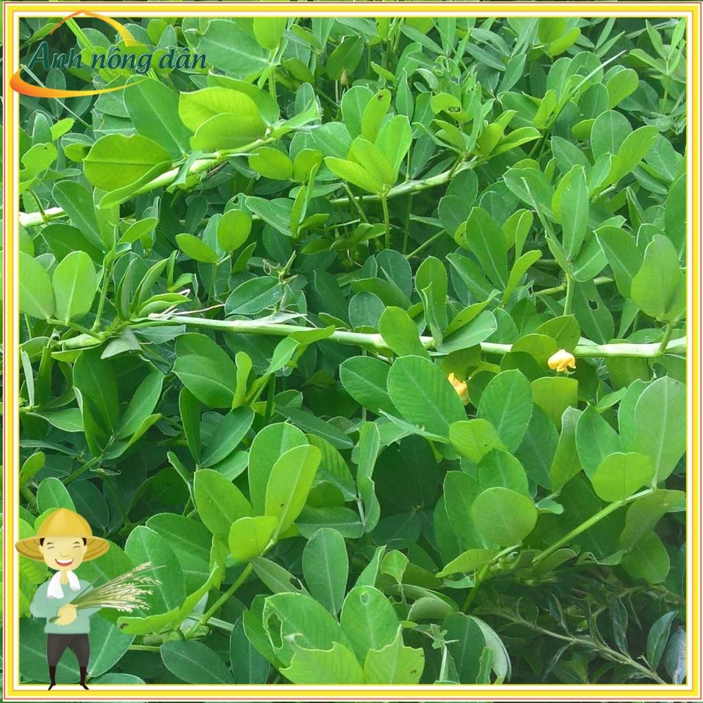 Gói 20g Hạt giống cỏ lạc dại - Hạt giống cỏ đậu phộng - Cỏ trồng công trình, sân vưởn