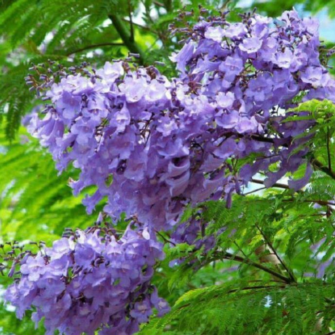 Hoa phượng tím chùm ớt đà lạt- hàng gửi đi nguyên bầu giống