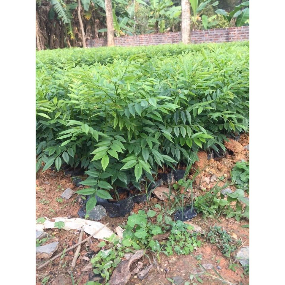 Cây Giống Gỗ sửa Đỏ