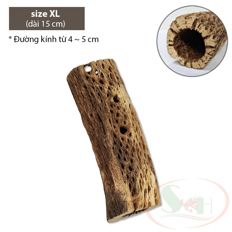 Lũa cholla cactus wood xương rồng staghorn teddy bear đồ chơi trang trí bể cá tép - size L - Dài 15 cm