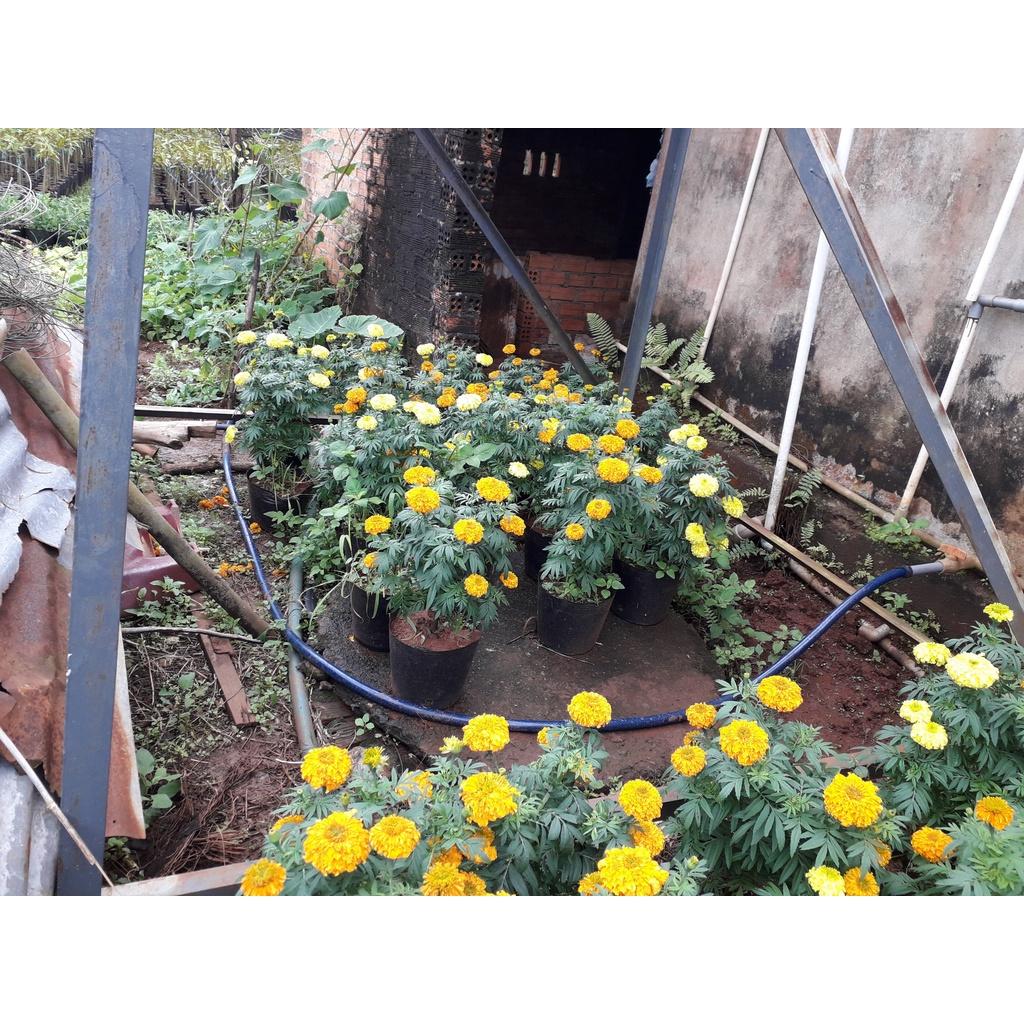 CÂY HOA CÚC VẠN THỌ