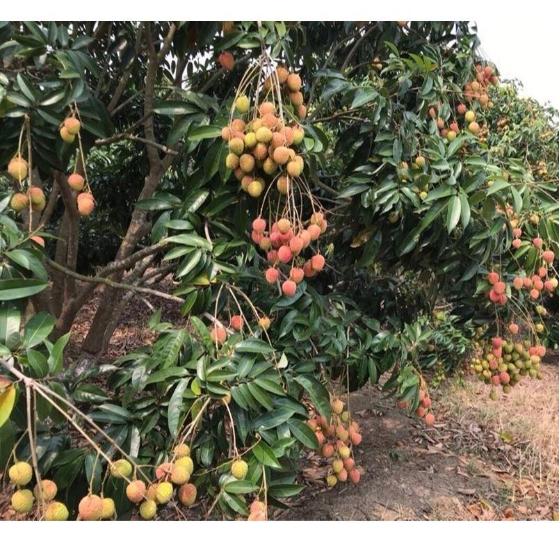 Cây giống Vải U Hồng ăn ngon như vải thiều tặng 2 cây chè xanh