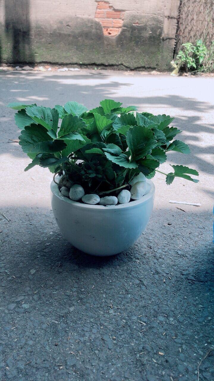 Chậu Cây Dâu Tây