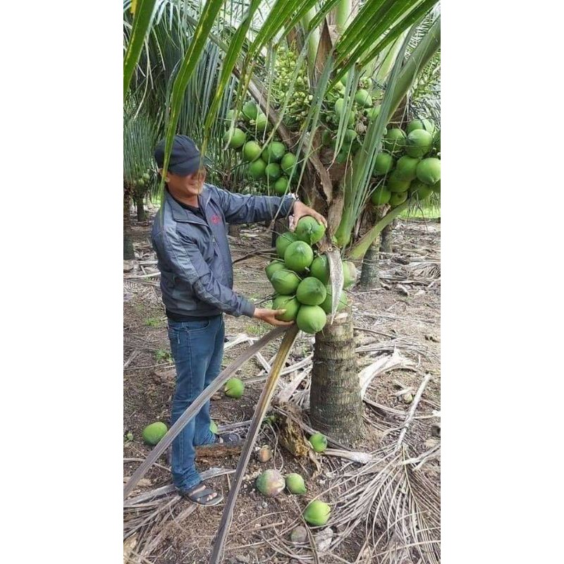 Dừa xiêm lùn F1