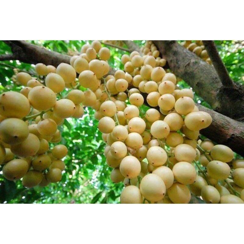 CÂY GIỐNG DÂU DA THÁI TRÁI VÀNG