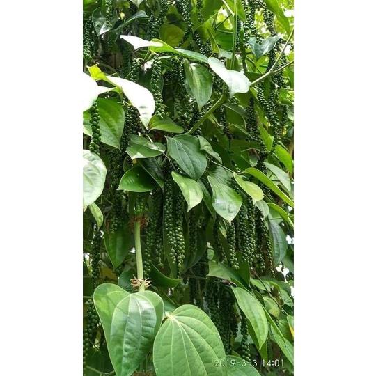 Tiêu giống Ăn Hạt