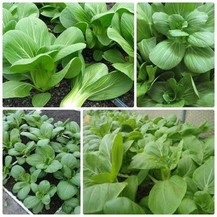 HẠT GIỐNG RAU CẢI THÌA CẢI CHÍP