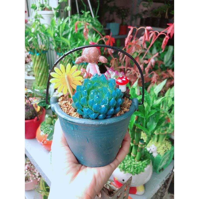 Chậu Kim Cương Tiểu Cảnh