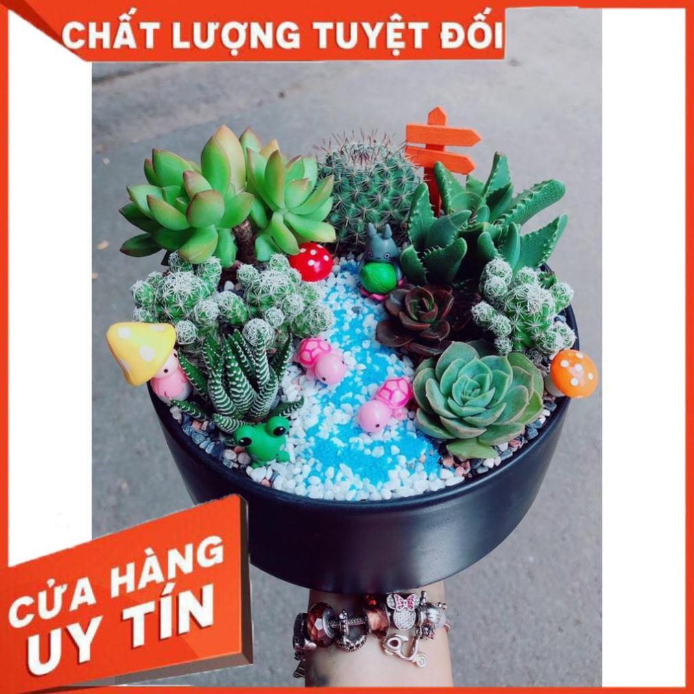 Tiểu cảnh sen đá 23