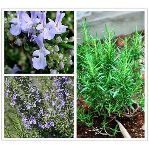 Hạt giống hoa Hương thảo dễ trồng Rosemary seeds