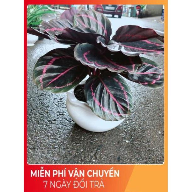 Chậu Cây Đuôi Công Tím