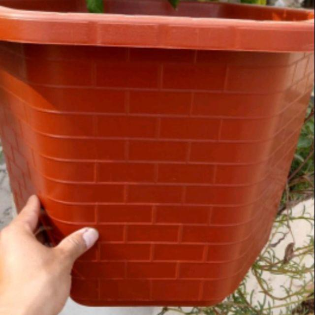 5 Chậu nhựa lục giác trồng cây, hoa hồng
