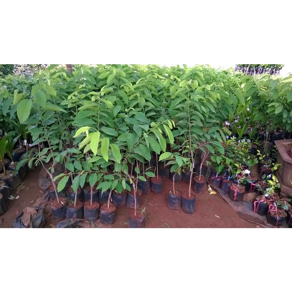 Cây giống Mãng Cầu Na hương vị Sầu Riêng.