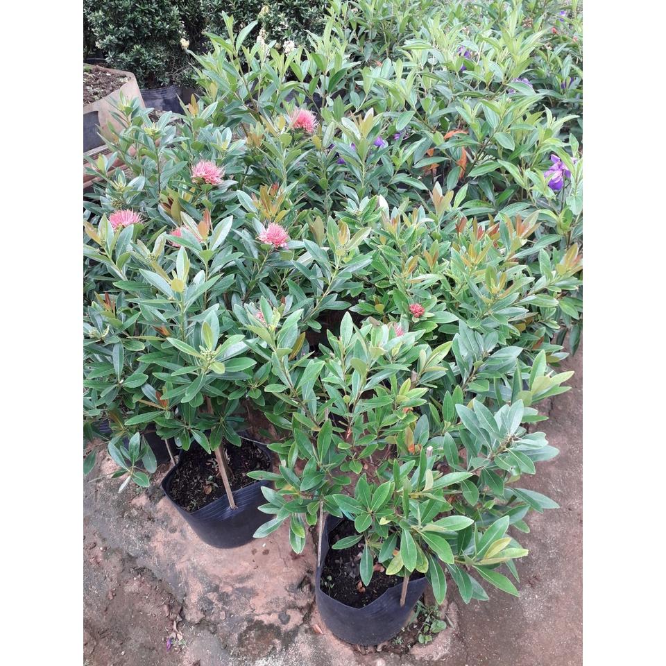 CÂY HOÀN NGỌC   FREESHIP EXTRA + HOÀN XU EXTRA ]