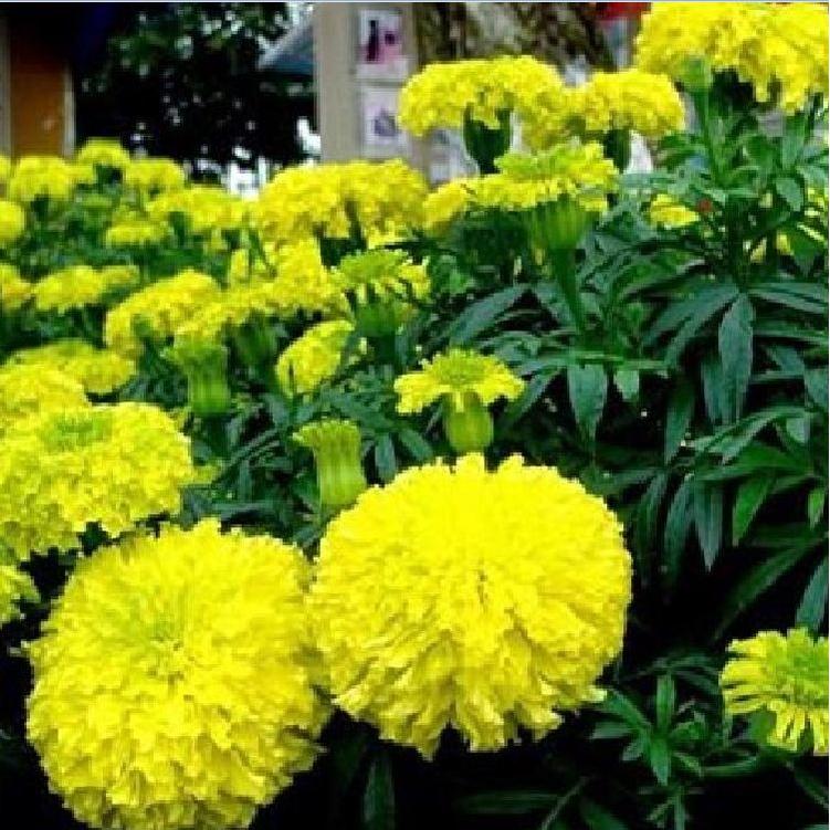 Hạt giống hoa vạn thọ mỹ màu vàng-gói 50 hạt
