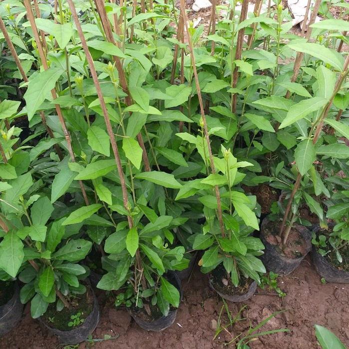 Cây Cúc Tần Ấn Độ - Cây leo trồng hàng rào, ban công chống nắng nóng