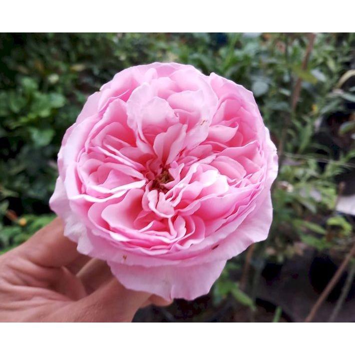 Hoa Hồng bụi caery hoa to- bầu to cây lớn trưởng thành