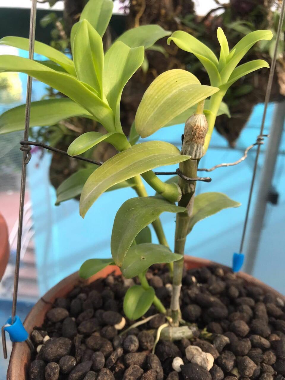 Phi điệp đột biến HỒNG MINH CHÂU chuẩn giống cam kết chất lượng