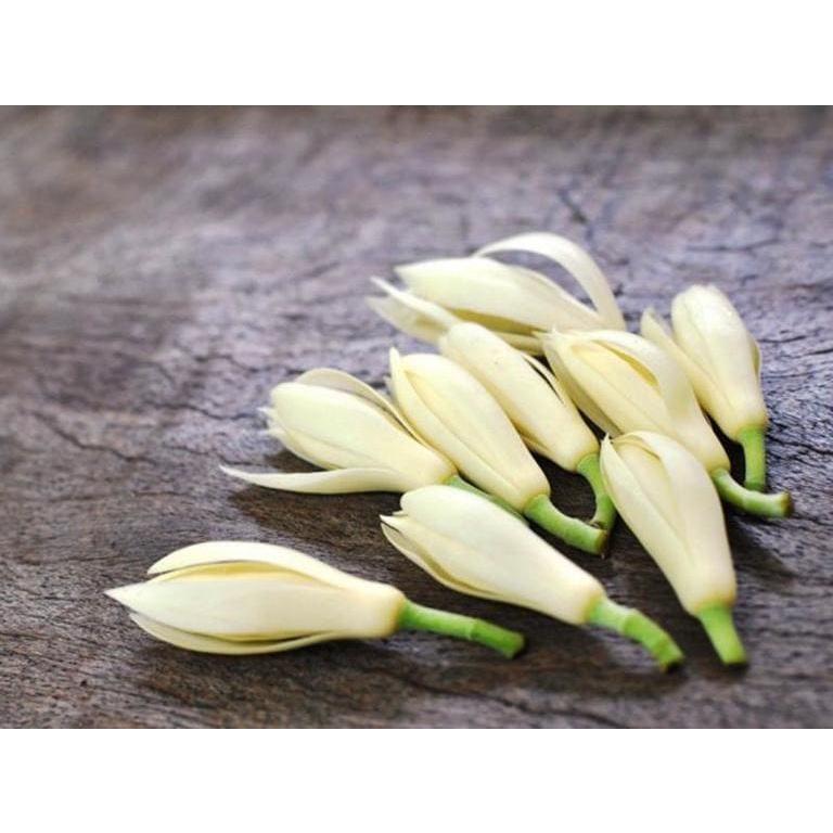 Cây giống hoa ngọc lan trắng