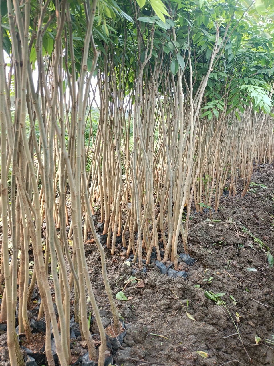 Combo 50 Cây Sưa Đỏ Cao 60 Cm