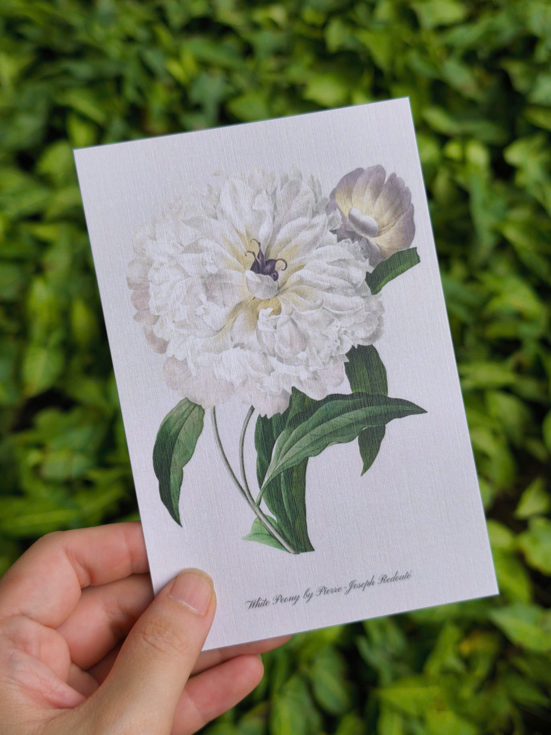 BỘ 100 POSTCARD PETALA & FOLIA - Minh Họa Thực Vật Nghệ Thuật - Giấy Mỹ Thuật 300g Cao Cấp - Nho Xanh