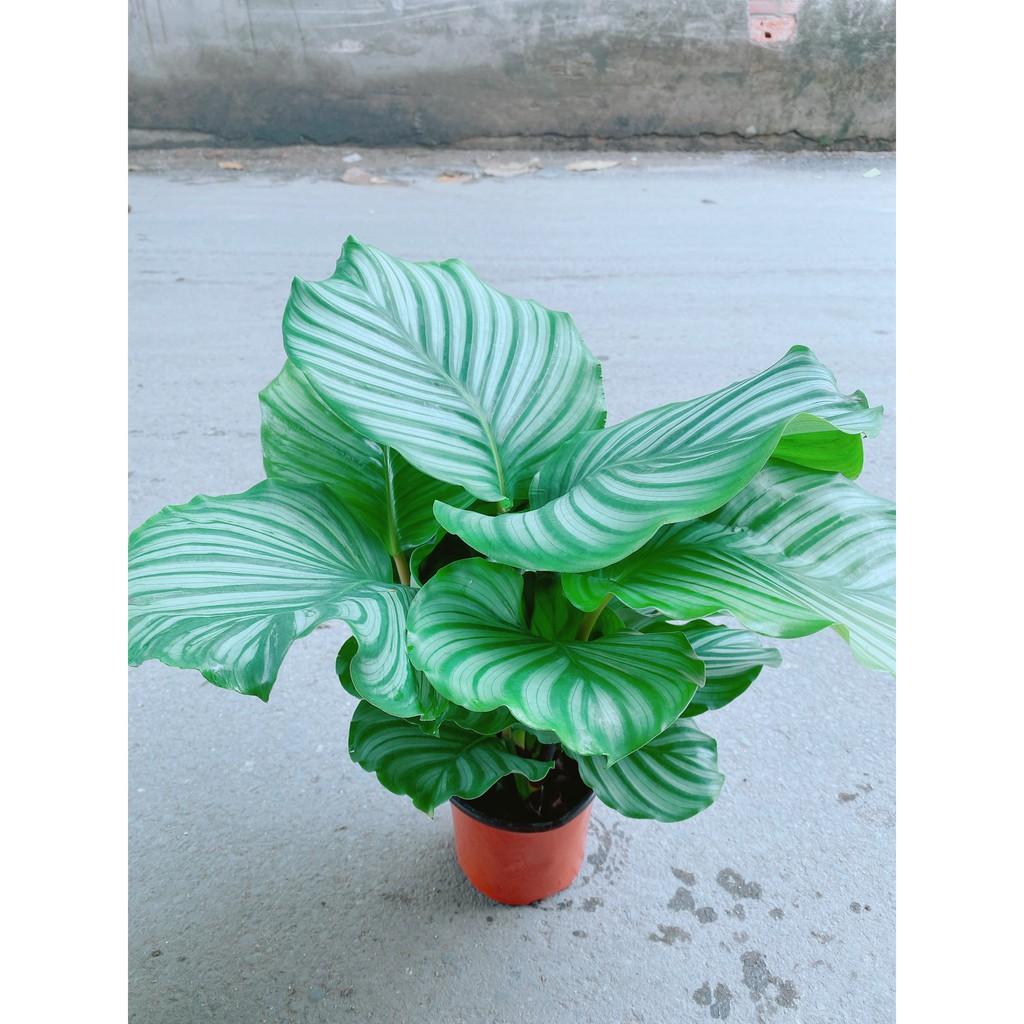 Cây Đuôi Công Táo Xanh Lá To Tròn