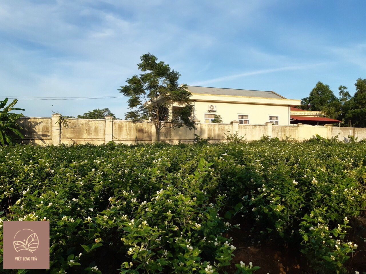 OOLONG HOA LÀI 100G - HƯƠNG HOA LÀI TỰ NHIÊN - TRÀ TỐT SỨC KHỎE - ORGANIC TEA