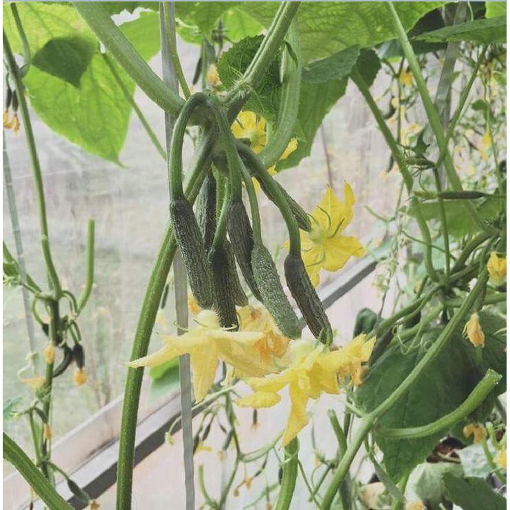 Hạt giống dưa leo baby chùm siêu quả-gói 10 hạt/tặng kèm gói phân bón lót