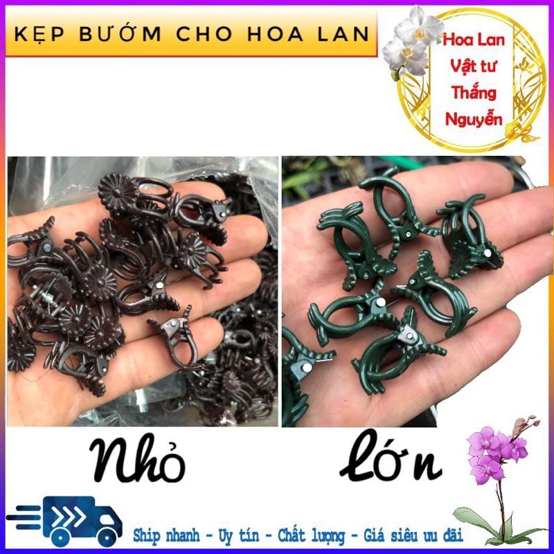 10 kẹp bướm cố định hoa lan