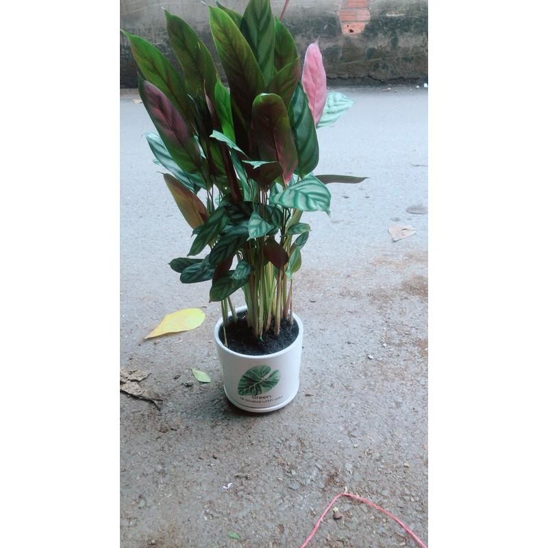 Chậu Cây Đuôi Công