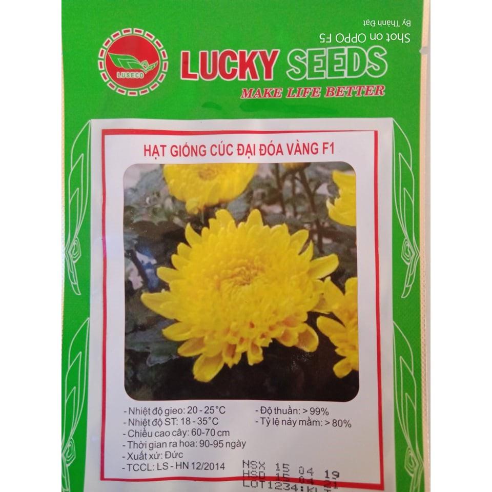 Hạt giống hoa Cúc Bình Minh - cúc đại đóa vàng - 1 gói 50 hạt