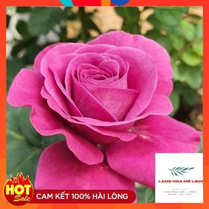 Hoa Hồng Tezza Tím – Hoa hồng bụi nhiệt đới căng tràn sức sống