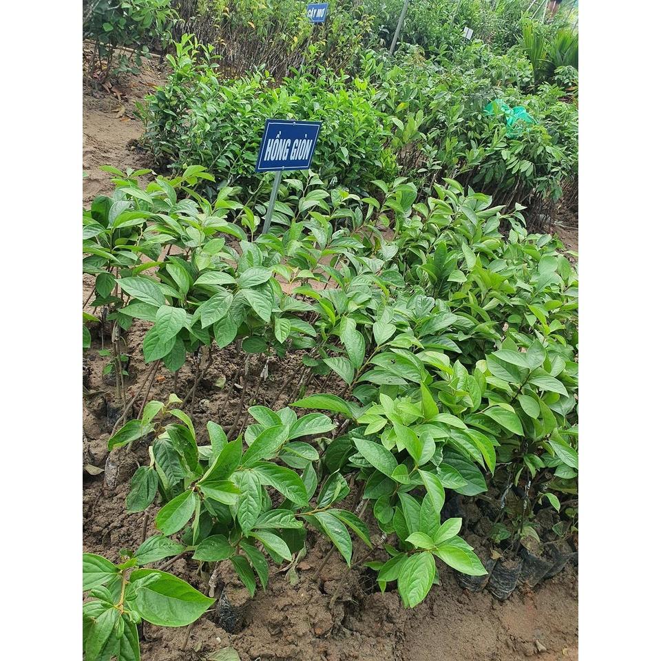 CÂY GIỐNG HỒNG GIÒN - SIÊU TRÁI, SIÊU GIÒN, NGỌT