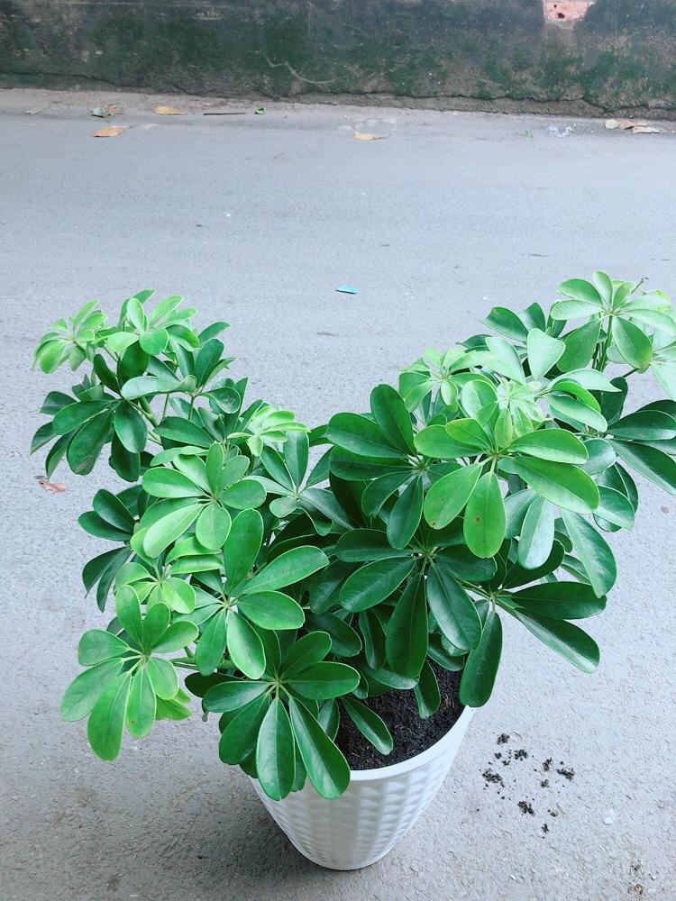 Chậu Cây Ngũ Gia Bì Size Đại
