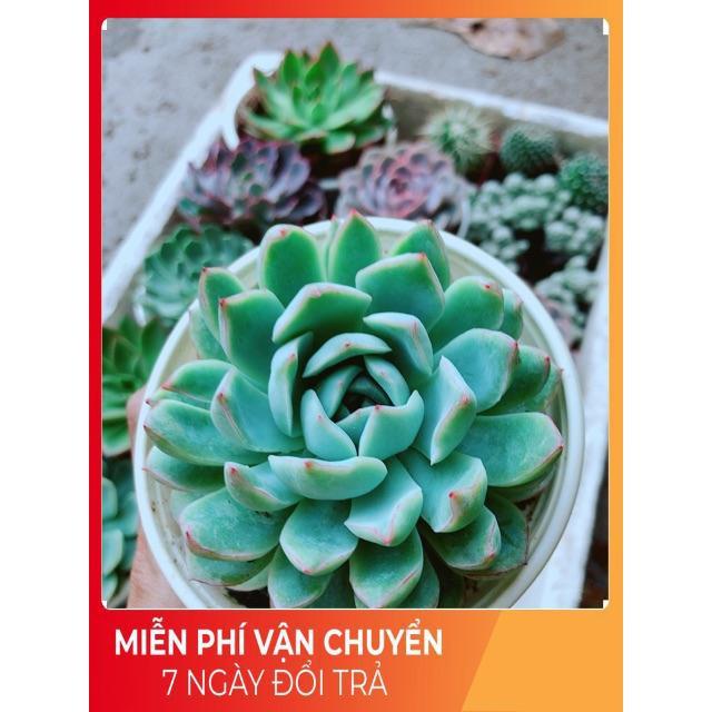 Sen Đá Xanh Cánh Cứng