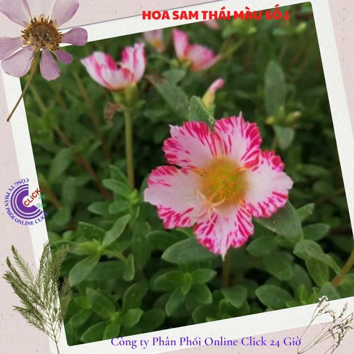 Hoa Sam Thái Giống Mới Nhập Khẩu Nhiều Màu Hoa To Đẹp Hoa Mười Giờ Sam Hoa Mười Giờ Bonsai & Phụ Kiện