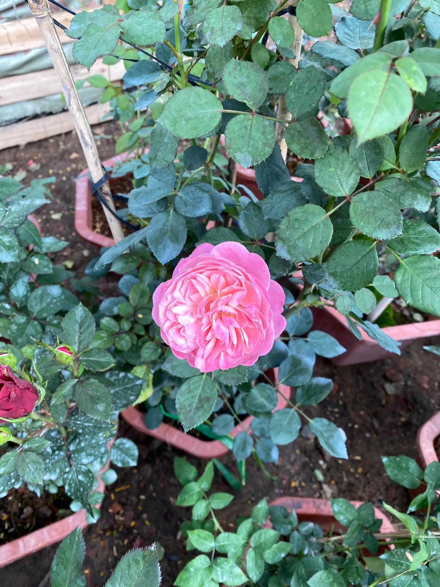 Chậu Cây Hoa Hồng Leo