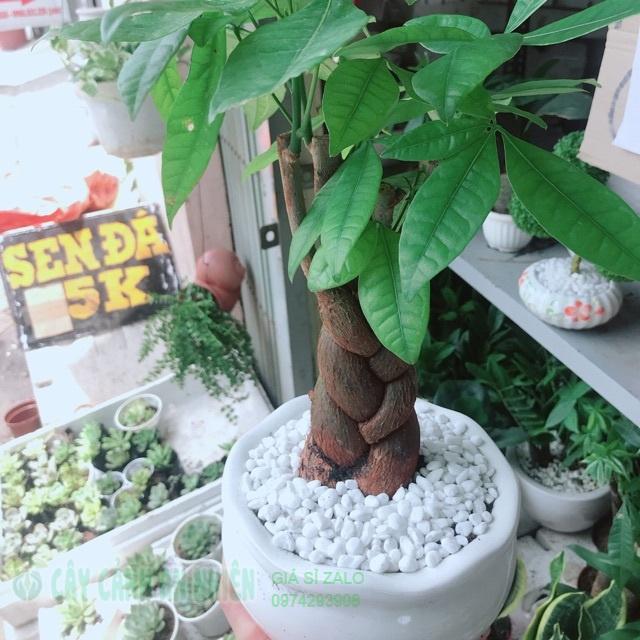 Chậu kim ngân thắt bím 3 thân