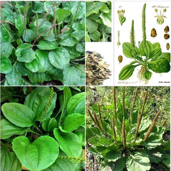 Hạt giống rau mã đề ( Plantago asiatica L ) KNS3104 - Gói 1gram