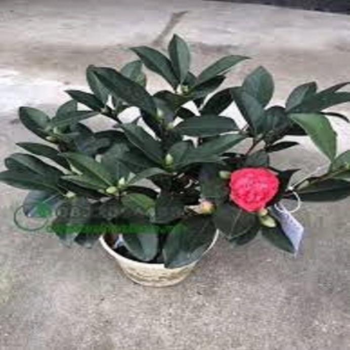 Hoa trà my tứ quý