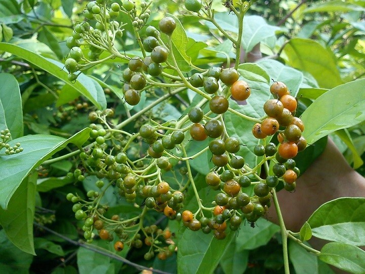 Cây xạ đen Hoà bình