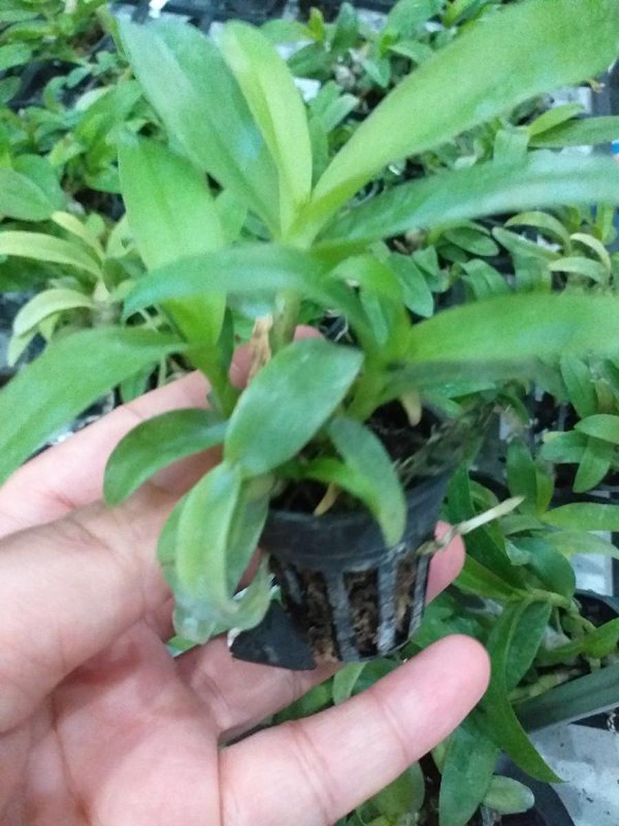 2 cây hoa phong lan - trầm 6 mắt lai phi điệp 5ct